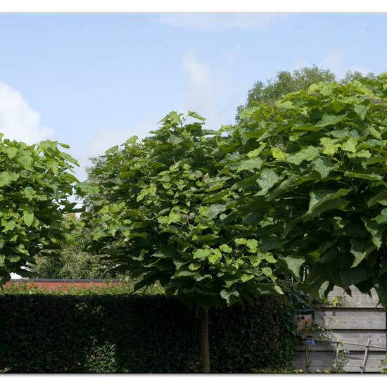 Catalpa: Plant in habitat Garden in the NatureSpots App