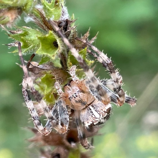 Araneus diadematus: Animal in habitat Temperate forest in the NatureSpots App