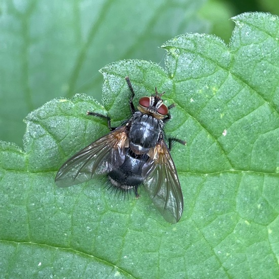 Tachinidae: Animal in habitat Riparian forest in the NatureSpots App