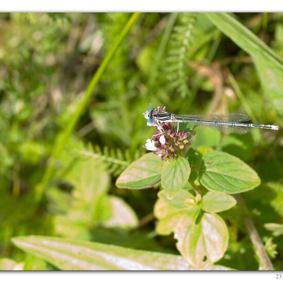 White-legged Damselfly: Animal in habitat River in the NatureSpots App