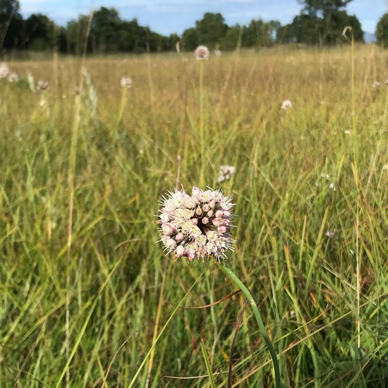 Allium suaveolens: Plant in habitat Bog in the NatureSpots App