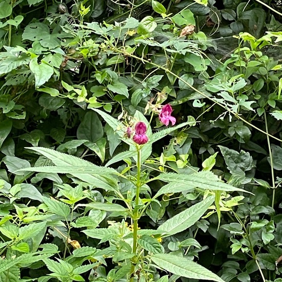 Impatiens glandulifera: Plant in nature in the NatureSpots App