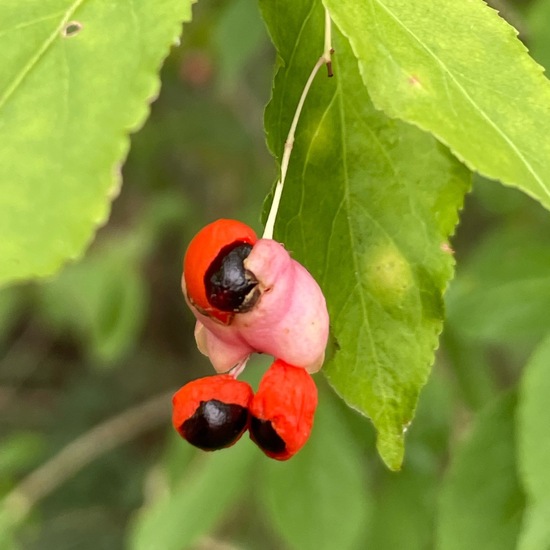 Euonymus verrucosus: Plant in habitat Riparian forest in the NatureSpots App