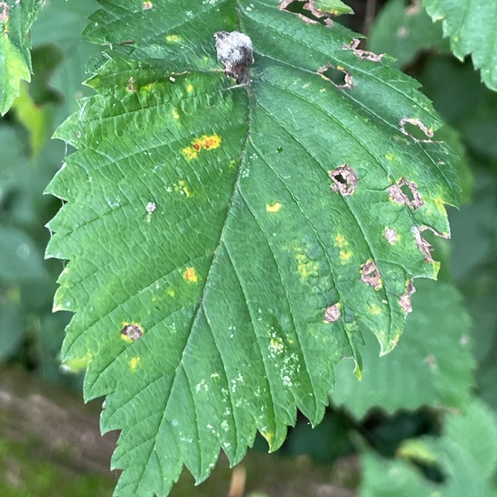 Ulmus laevis: Plant in habitat Riparian forest in the NatureSpots App