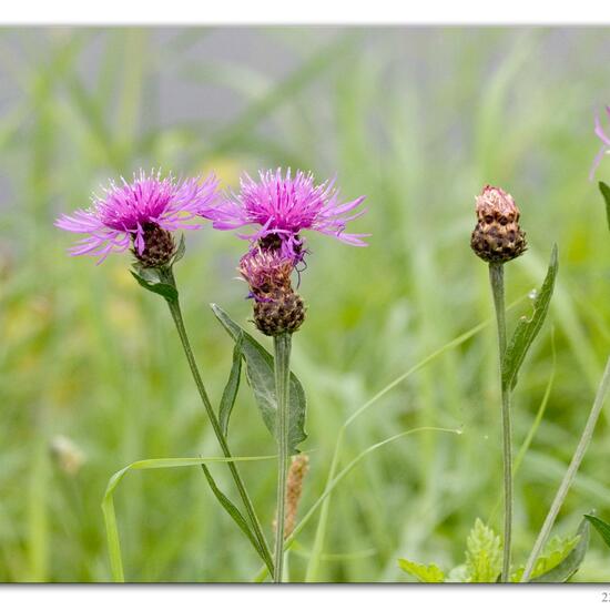 Centaurea jacea: Plant in habitat River in the NatureSpots App