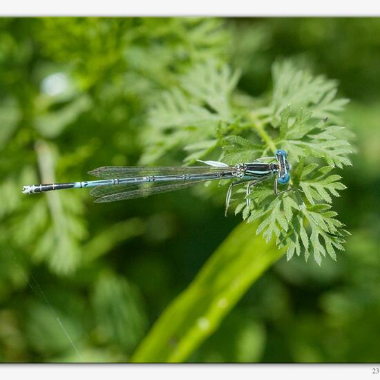 White-legged Damselfly: Animal in habitat River in the NatureSpots App