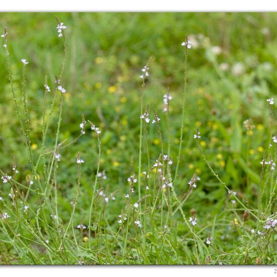 Verbena officinalis: Plant in habitat River in the NatureSpots App