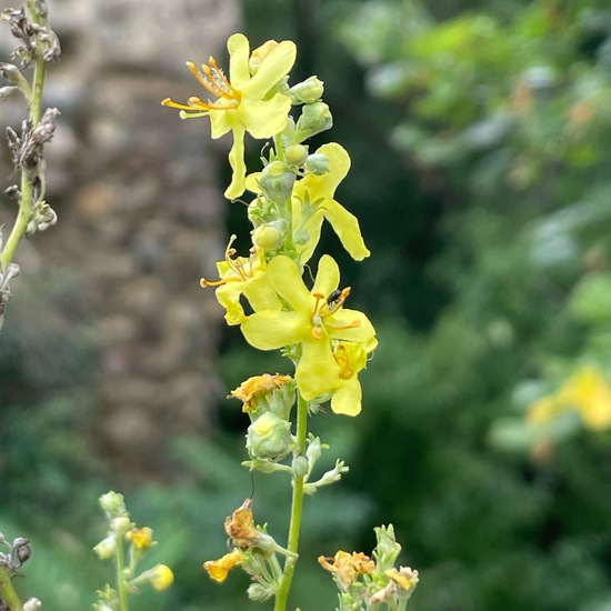 White mullein: Plant in habitat Temperate forest in the NatureSpots App