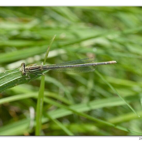 White-legged Damselfly: Animal in habitat River in the NatureSpots App