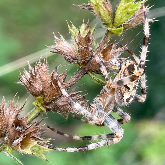 Araneus diadematus: Animal in habitat Temperate forest in the NatureSpots App