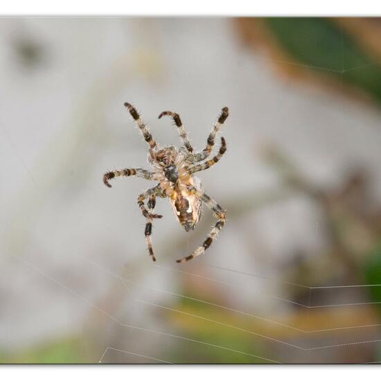 Araneus diadematus: Animal in habitat Garden in the NatureSpots App