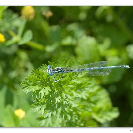 White-legged Damselfly: Animal in habitat River in the NatureSpots App