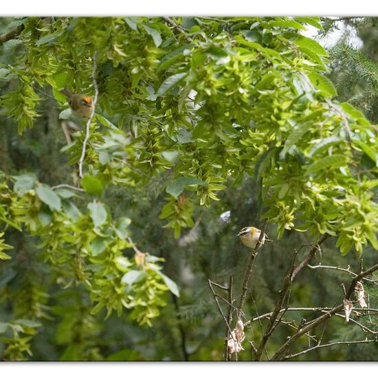 Common Firecrest: Animal in habitat Garden in the NatureSpots App