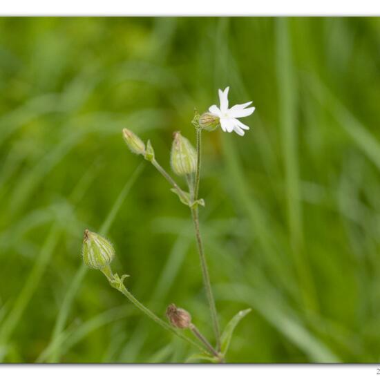 Silene latifolia: Plant in habitat River in the NatureSpots App