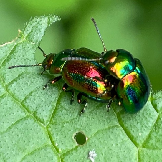 Chrysolina fastuosa: Animal in habitat Temperate forest in the NatureSpots App