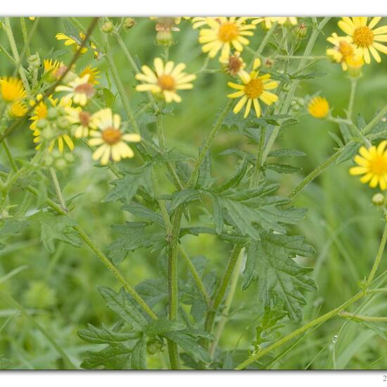 Jacobaea erucifolia: Plant in habitat River in the NatureSpots App