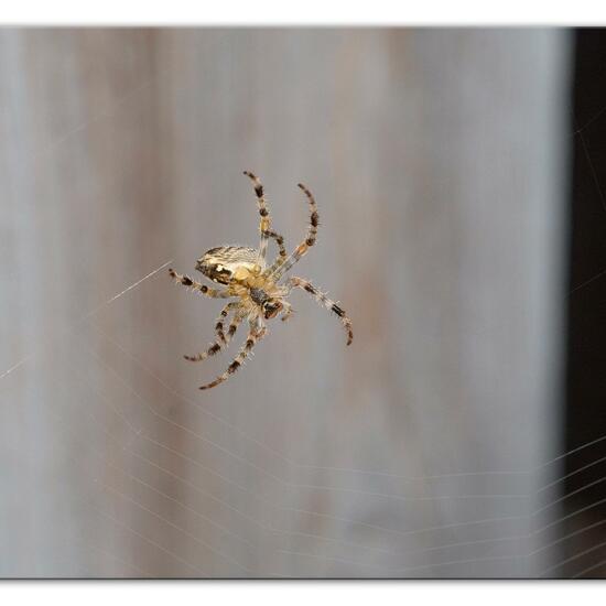 Araneus diadematus: Animal in habitat Garden in the NatureSpots App