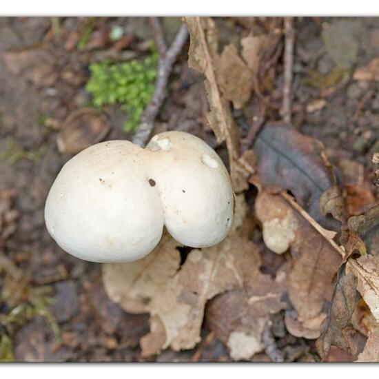 Calocybe gambosa: Mushroom in habitat Forest in the NatureSpots App