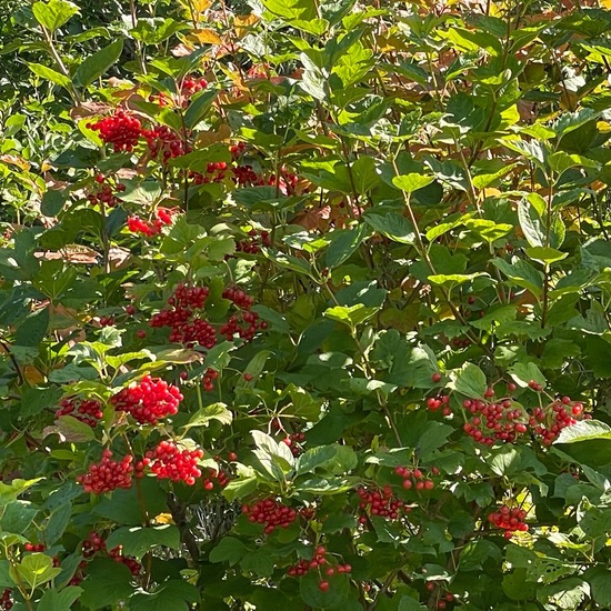 Viburnum opulus: Plant in habitat Shrubland in the NatureSpots App