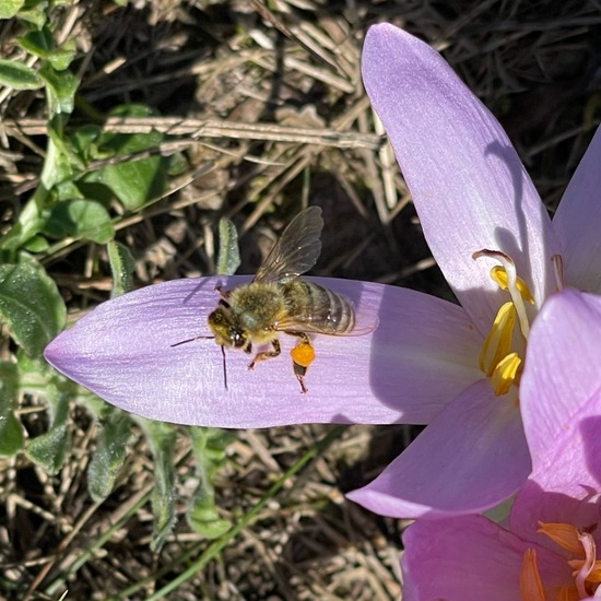 Apis mellifera: Animal in habitat Agricultural meadow in the NatureSpots App