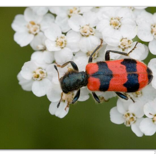 Gemeiner Bienenkäfer: Tier im Habitat Fluss in der NatureSpots App