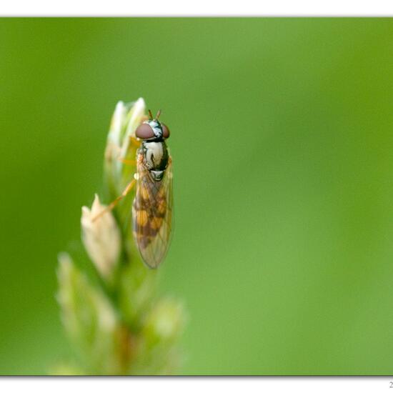 Melanostoma mellinum: Tier im Habitat Fluss in der NatureSpots App