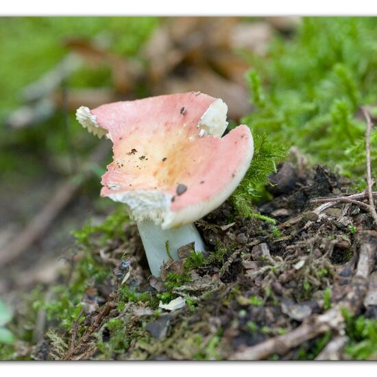 Russula vesca: Mushroom in habitat Forest in the NatureSpots App