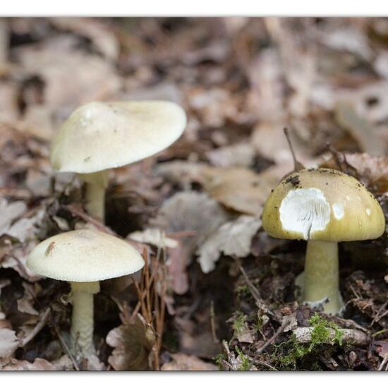 Agaricus phalloides: Mushroom in habitat Forest in the NatureSpots App