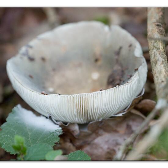 Russula parazurea: Mushroom in habitat Forest in the NatureSpots App