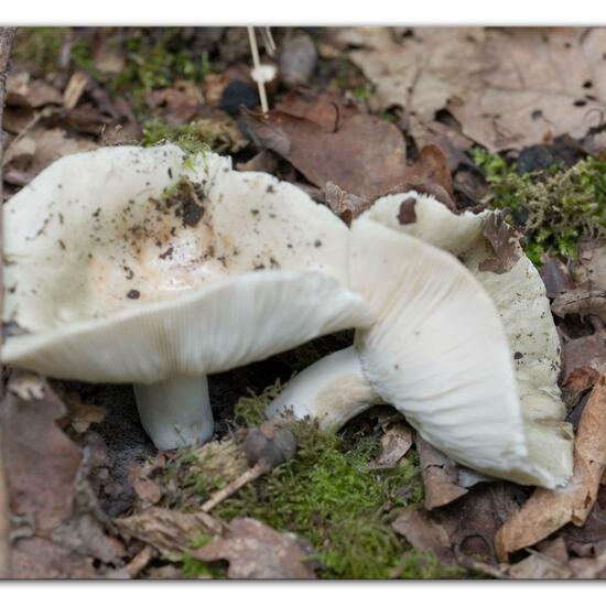 Unknown species: Mushroom in habitat Forest in the NatureSpots App