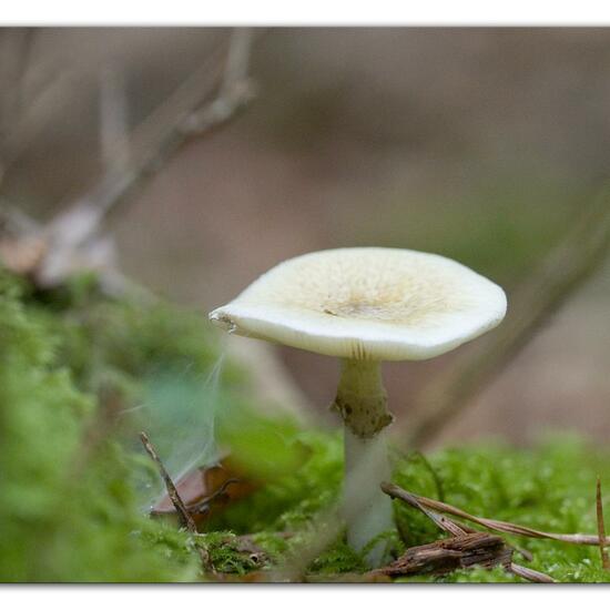 Agaricus phalloides: Mushroom in habitat Forest in the NatureSpots App