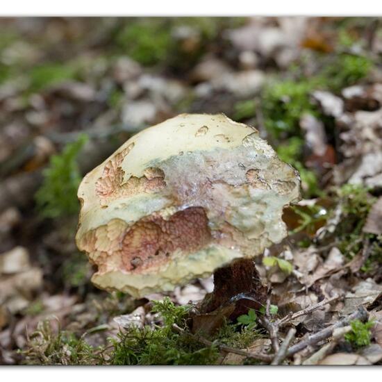 Boletus luridus: Mushroom in habitat Forest in the NatureSpots App