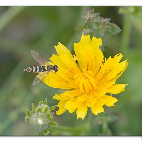 Eine unbekannte Art: Tier im Habitat Fluss in der NatureSpots App