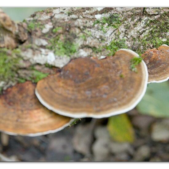 Daedaleopsis confragosa: Mushroom in habitat Forest in the NatureSpots App