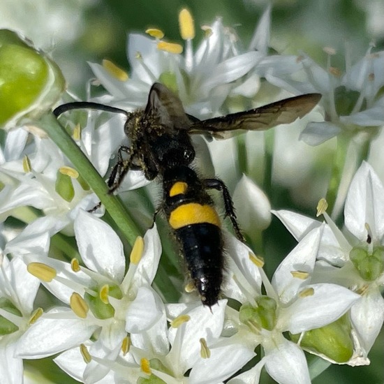 Borstige Dolchwespe: Tier im Habitat Garten in der NatureSpots App