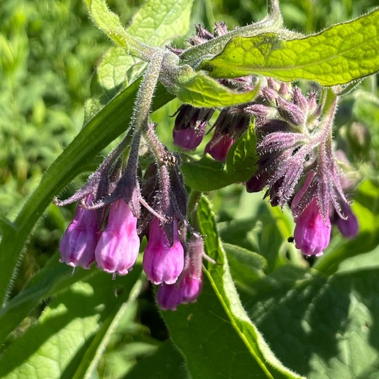 Symphytum officinale: Plant in habitat Buffer strip in the NatureSpots App