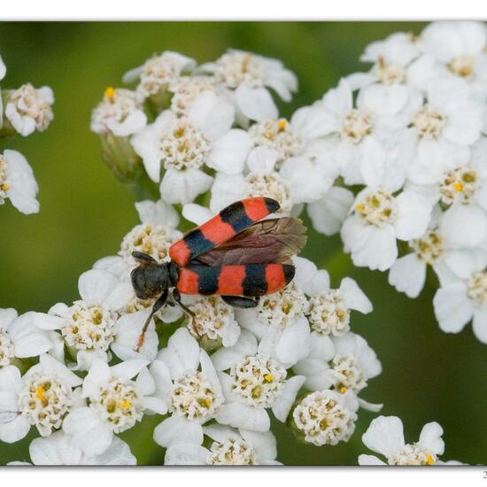 Gemeiner Bienenkäfer: Tier im Habitat Fluss in der NatureSpots App