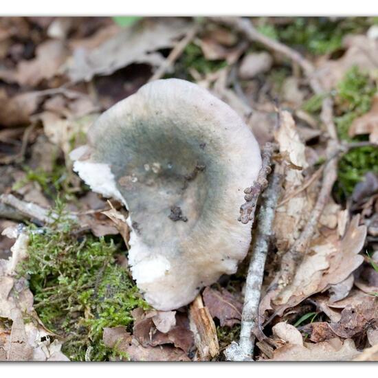 Unknown species: Mushroom in habitat Forest in the NatureSpots App