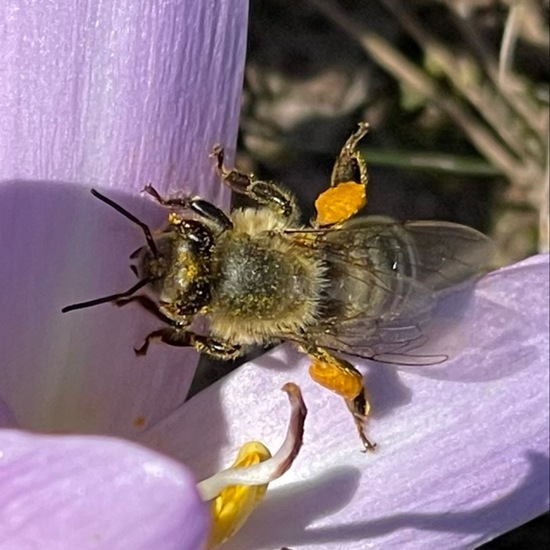 Apis mellifera: Animal in habitat Agricultural meadow in the NatureSpots App