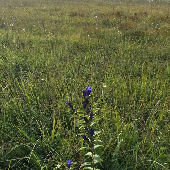 Willow gentian: Plant in habitat Bog in the NatureSpots App