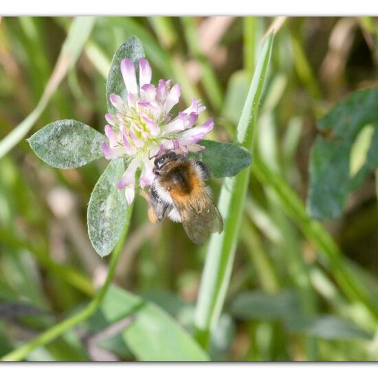 Bombus pascuorum: Animal in habitat Garden agriculture in the NatureSpots App