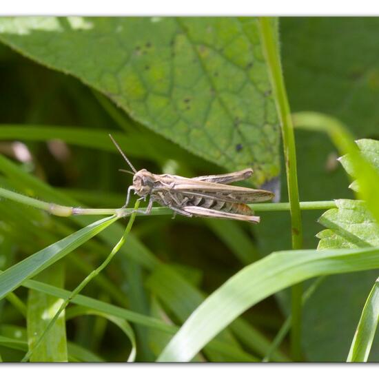 Bow-winged grasshopper: Animal in habitat Buffer strip in the NatureSpots App