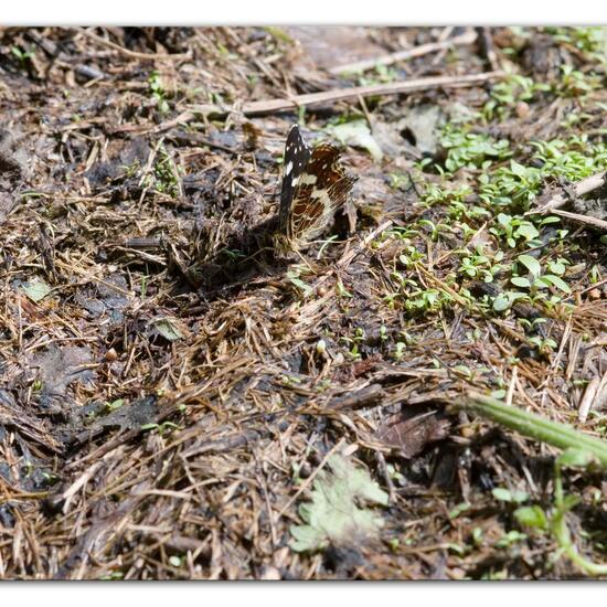 Araschnia levana: Animal in habitat Garden agriculture in the NatureSpots App
