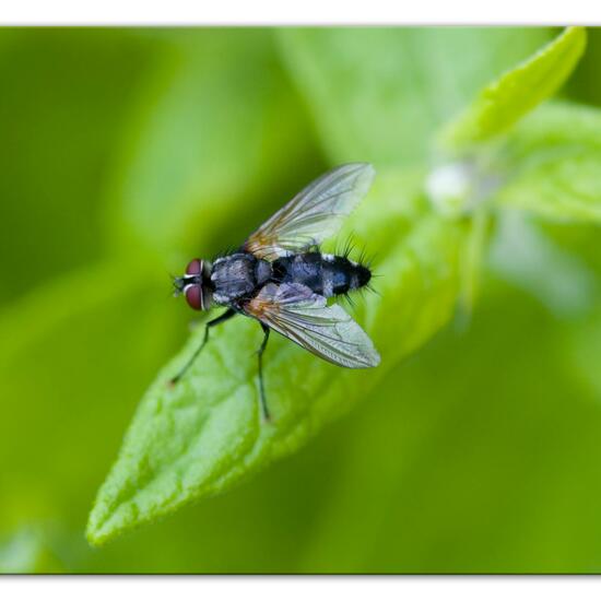 Thelaira nigripes: Tier im Habitat Naturnahe Wiese in der NatureSpots App