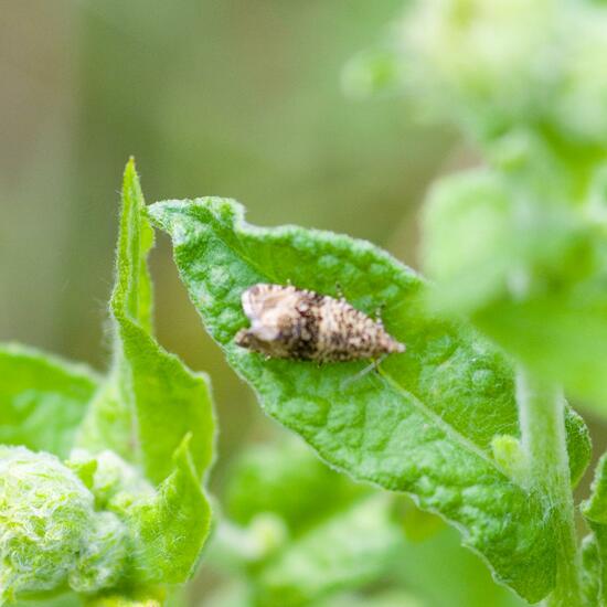 Celypha lacunana: Tier im Habitat Naturnahe Wiese in der NatureSpots App