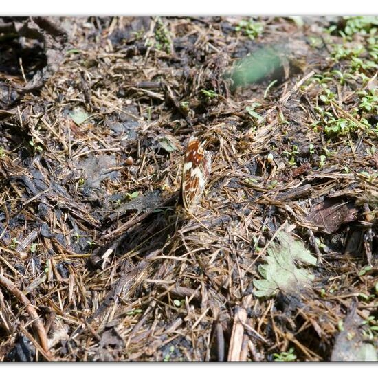 Araschnia levana: Animal in habitat Garden agriculture in the NatureSpots App