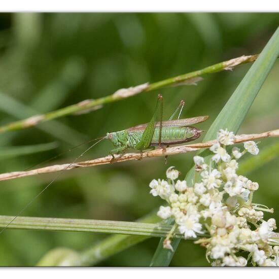 Long-winged conehead: Animal in habitat Buffer strip in the NatureSpots App