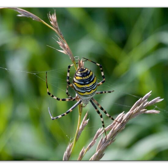 Wespenspinne: Tier im Habitat Ackerrandstreifen in der NatureSpots App