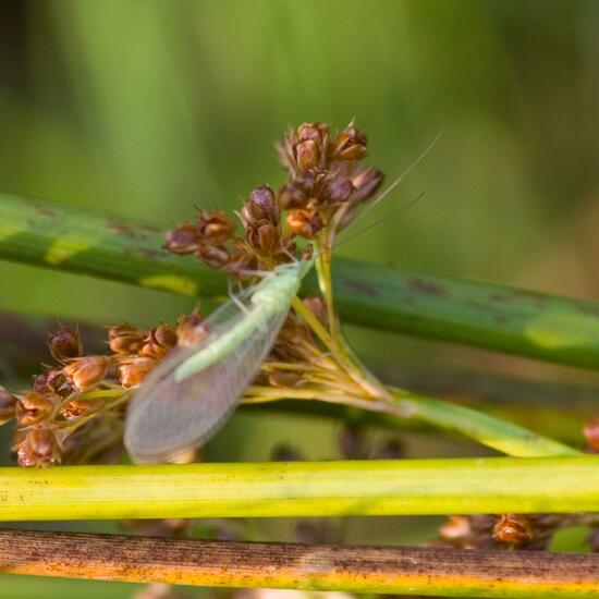 Gemeine Florfliege: Tier im Habitat Naturnahe Wiese in der NatureSpots App