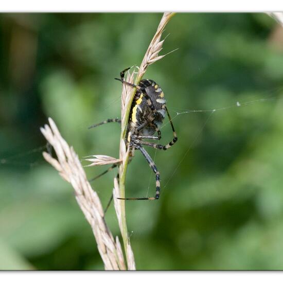 Argiope bruennichi: Animal in habitat Buffer strip in the NatureSpots App